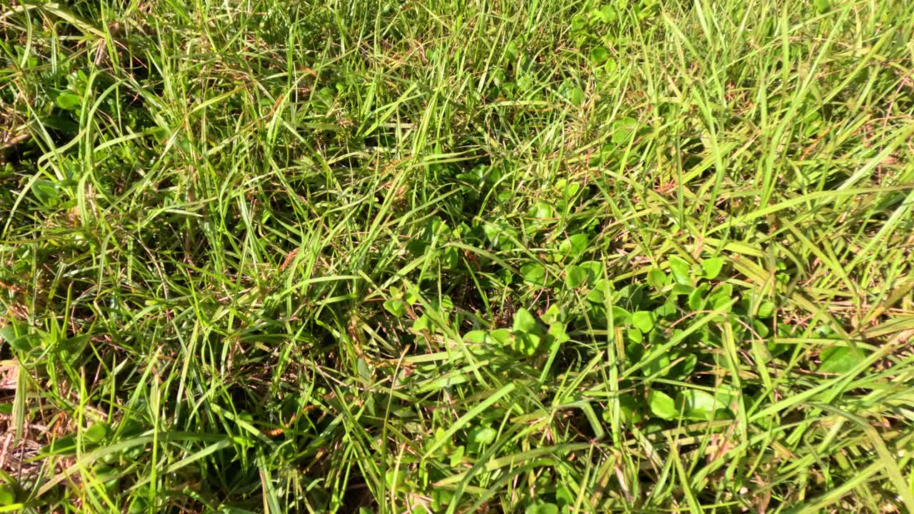 바람에 따라 움직이는 풀의 클로즈업