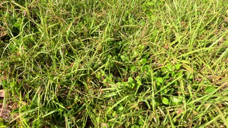 primer plano de la hierba moviéndose con el viento