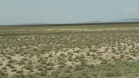 goitered gazelle antelopes running over arid vashlovani steppe plain