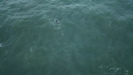 바다 위의 무인 항공기 공중 멜버른 물결 모양의 바람이 부는 흐린 erson 수영 pan up