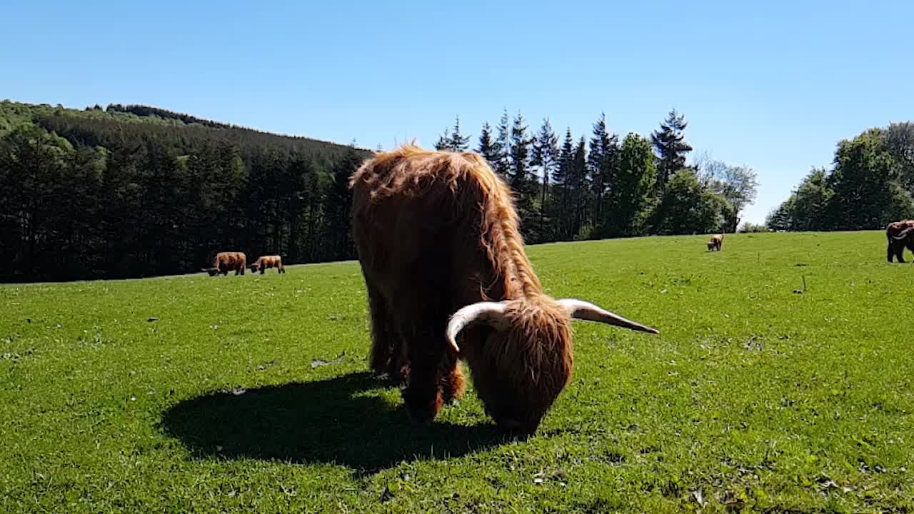스코틀랜드 하이랜드 암소