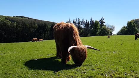 vaca escocesa de las tierras altas