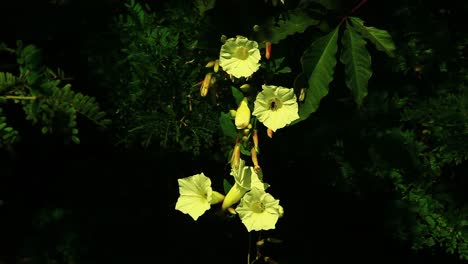 white flowering vine blossoming along the riverbank in the brazilian savanna in the gentle breeze