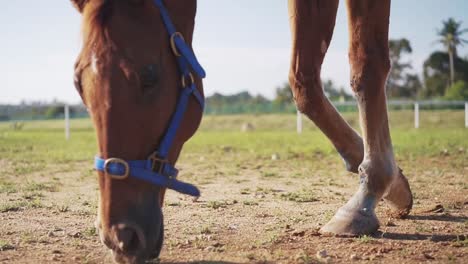 primer plano de ángulo bajo de un caballo marrón claro comiendo hierba en el paddock en un día soleado