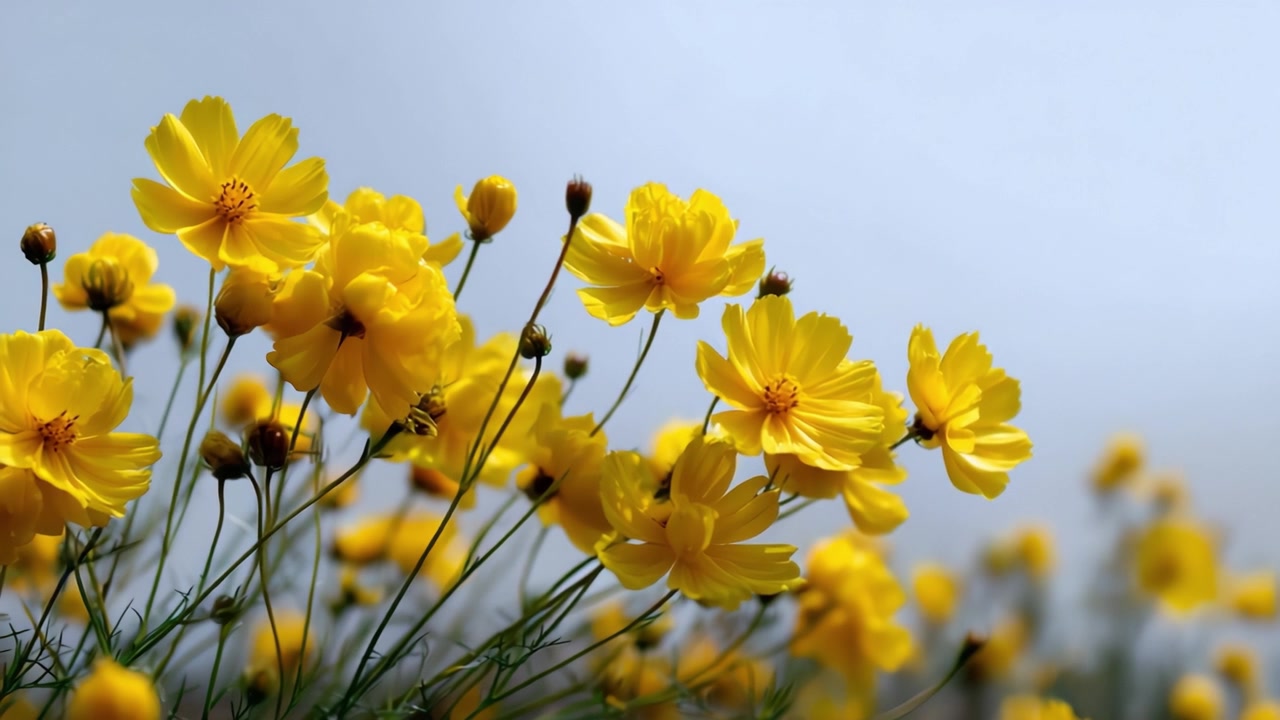 Fiori gialli brillanti in fiore su uno sfondo blu tenue, che mostrano la bellezza della natura e i colori vivaci delle stagioni primaverile ed estiva.