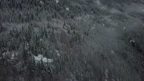 Medium-tilting-aerial-shot-of-a-frozen-evergreens-on-a-mountain,-Canada