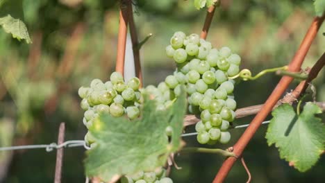 Close-up-Macro-Footage-of-Grapes