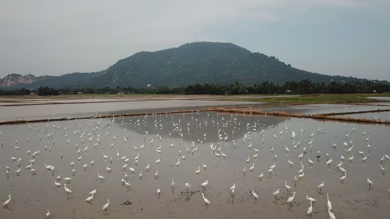 ฝูงนกกระยางเหนือทุ่งนาที่ถูกน้ำท่วมที่บูกิตเมอร์ตาจัม ปีนัง มาเลเซีย