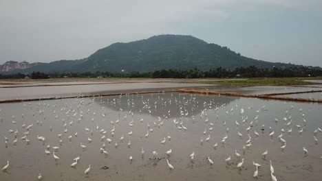 flock of egret over the flooded field at bukit mertajam, penang, malaysia.