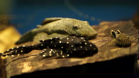 school of suckermouth catfish polka dot lyre tail pleco varying sizes sitting on the bottom of a aquarium tank with food floating around