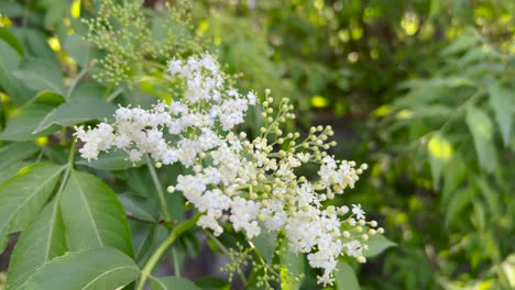 árbol de flores de sambuco o de saúco en primavera