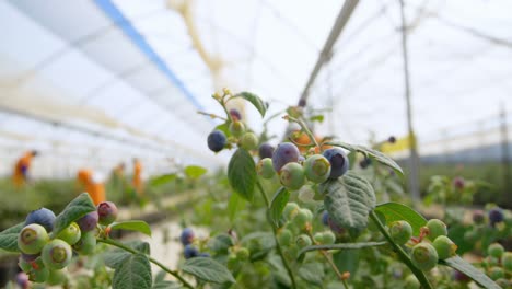 blueberry plant in a blueberry farm 4k