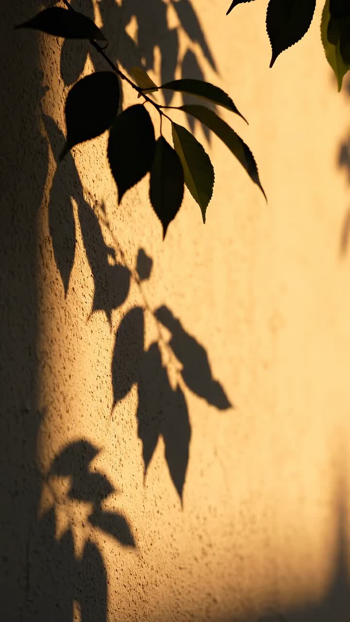 Video concept: soft shadows of leaves on a textured wall, captured from a low angle
