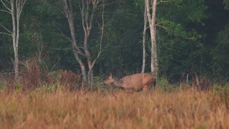 seen grazing deep into dried grass in summer, lifts its head up then feeds again; sambar deer, rusa unicolor, phu khiao wildlife sanctuary, thailand.
