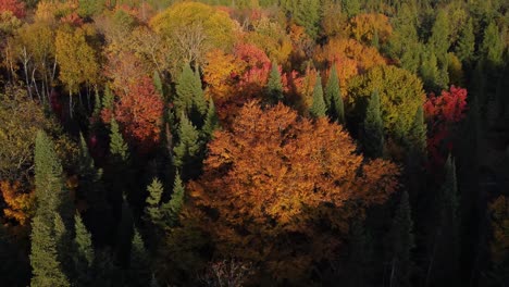 Aerial-landscape-view-over-a-colorful-autumnal-forest,-with-yellow,-red-and-orange-foliage