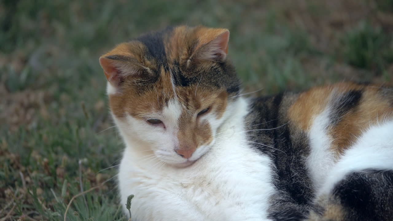 Gatto domestico che osserva un piccolo insetto volare, AL RALLENTATORE.