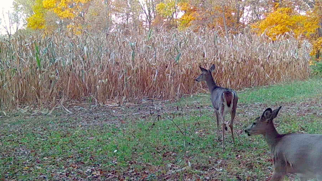 White Tail Deer - Three yearlings cautiously grazing on greens and radishes along the edge of a corn field ready to be harvested; concepts of nature, game camera, wildlife and hunting