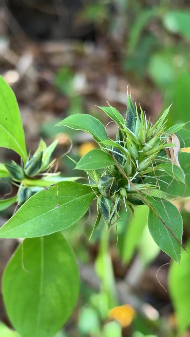 Primo piano di una pianta verde con boccioli spinosi in natura