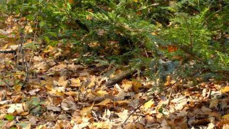 Nervous-chipmunk-peaks-out-of-pine-vegetation-on-dry-leaves-forest-floor
