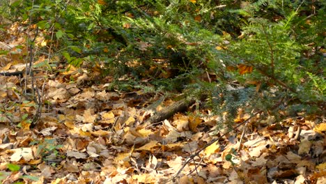 nervous chipmunk peaks out of pine vegetation on dry leaves forest floor