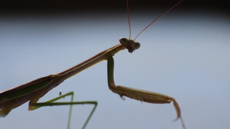 close up shot of praying mantis against the blue wall