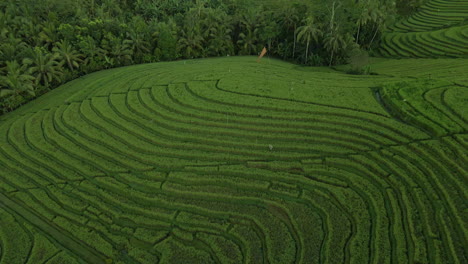 Scenic-Terraced-Rice-Fields-In-Bali,-Indonesia-At-Daytime---aerial-shot
