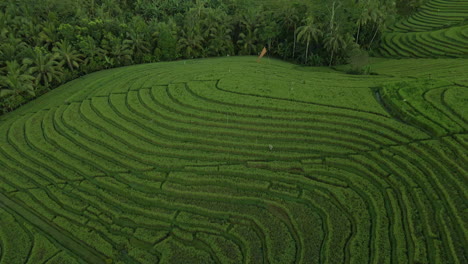 pintorescos campos de arroz en terrazas en bali, indonesia durante el día - toma aérea