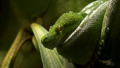 Primer-Plano-Detalle-De-Una-Gran-Pitón-De-árbol-Verde-En-Busca-De-Presas-En-Las-Selvas-Húmedas-De-Nueva-Guinea