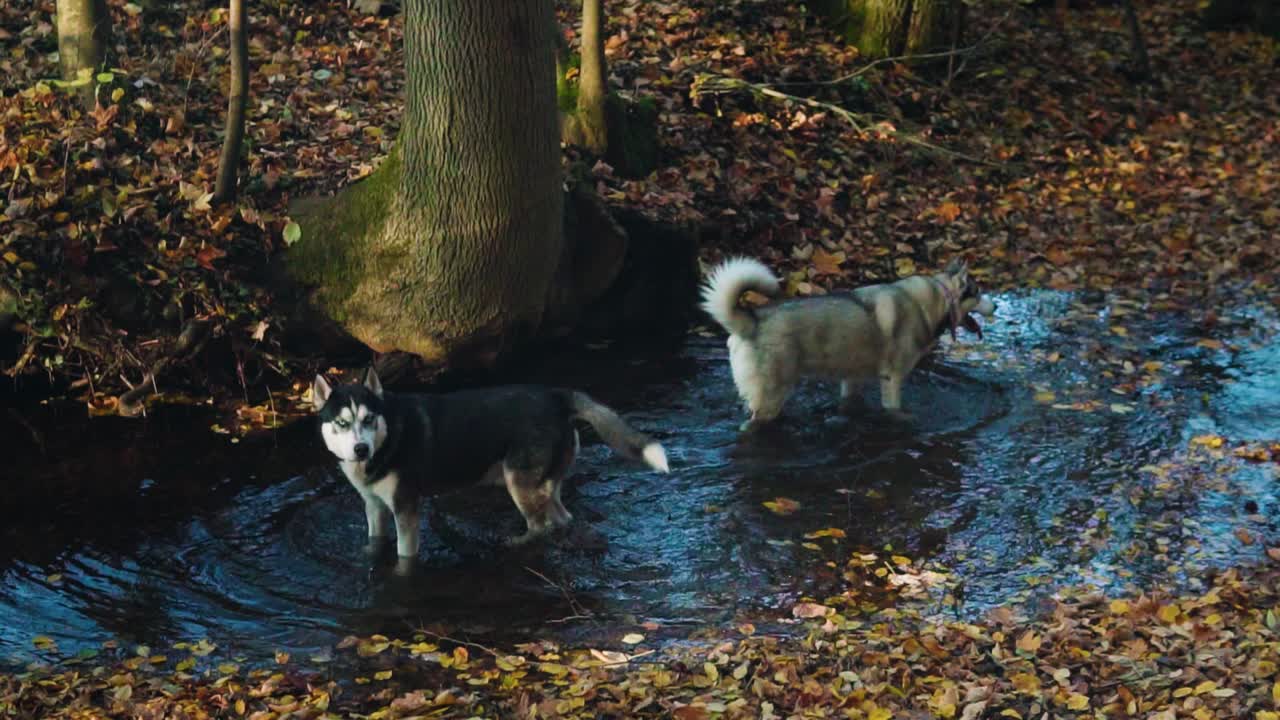 cámara lenta dos huskies bañándose en un pequeño arroyo