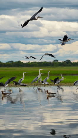 birds in a wetland landscape