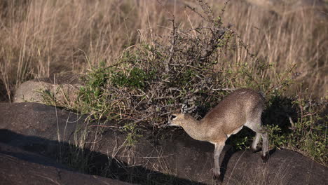 Klipspringer-Comiendo-De-Un-Pequeño-Arbusto-Alrededor-De-Las-Rocas