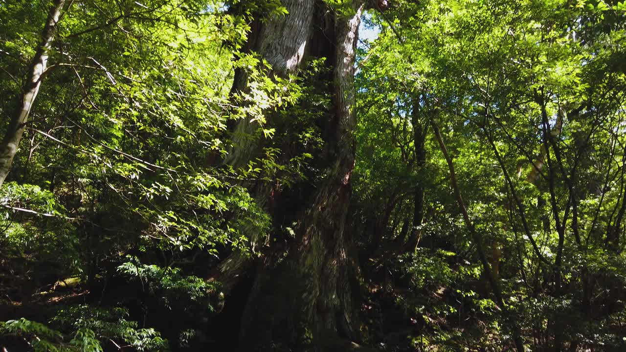 árvore yakusugi gigante na ilha de yakushima japão