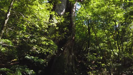 Riesiger-Yakusugi-Baum-Auf-Der-Japanischen-Insel-Yakushima