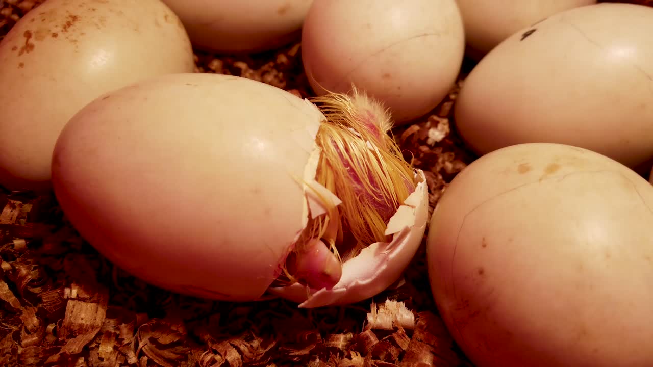 Gelbes Entenküken, das versucht, aus dem Ei zu schlüpfen, die Flügel bewegend