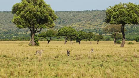 Slow-Motion-Shot-of-Cheetahs-walking-around-wide-open-savannah-plains-searching-for-prey,-African-Wildlife-in-Maasai-Mara-National-Reserve,-Kenya,-Africa-Safari-Animals-in-Masai-Mara