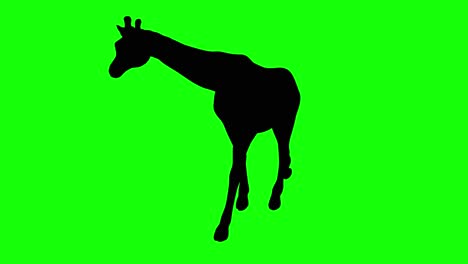 A-silhouette-of-a-giraffe-walking-on-green-screen,-perspective-view