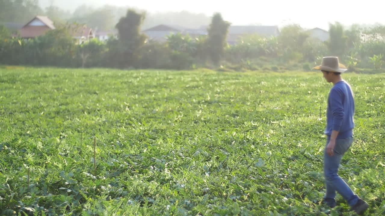 Asian Farmer Walking In Melon Field