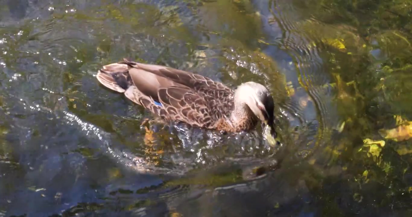 Germano reale femmina che cerca cibo in acque poco profonde presso la Riserva Naturale di Willowbank, Christchurch, Nuova Zelanda.
