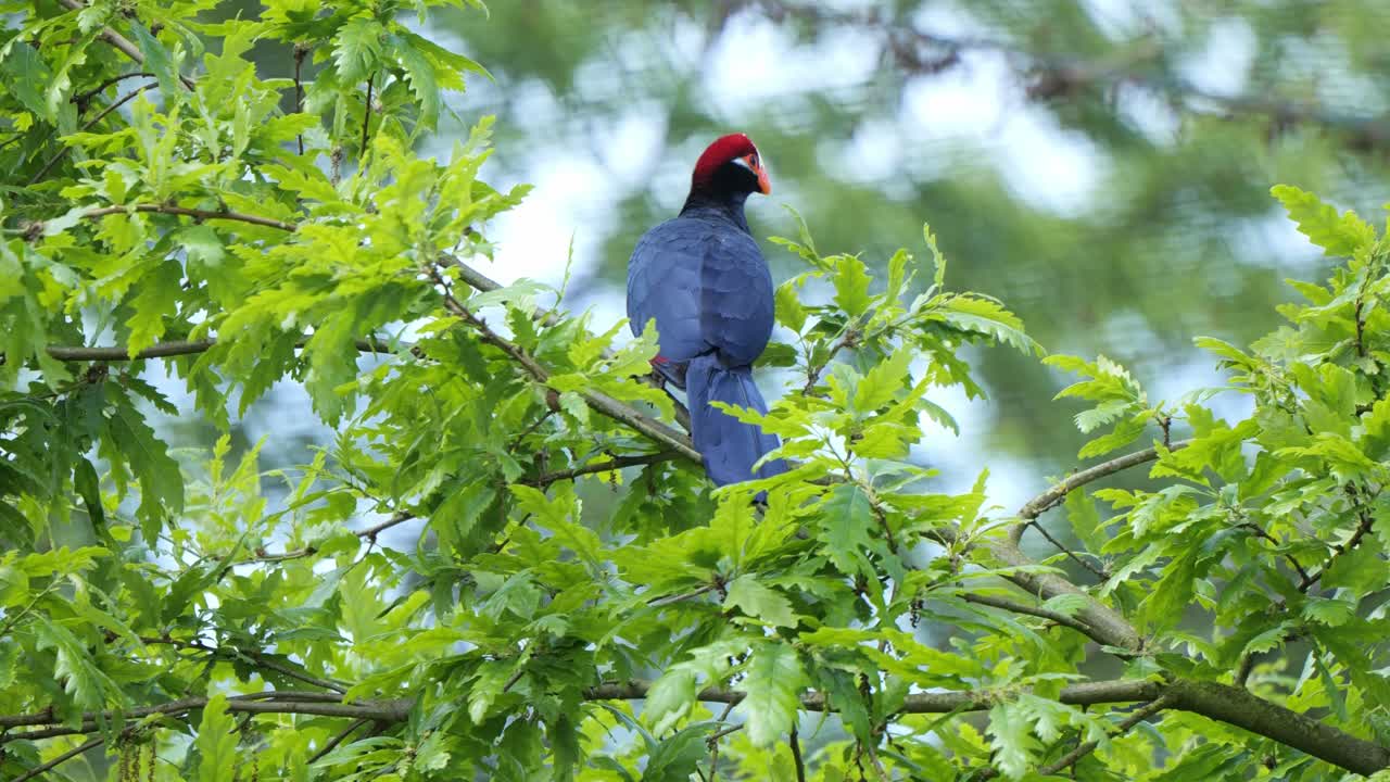 보라색 투라코 (violet turaco) 가 나무 가지에 올라 주변을 둘러보고 있다