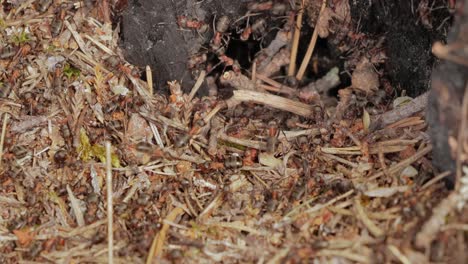 Wild-ant-hill-in-the-forest-super-macro-close-up-shot