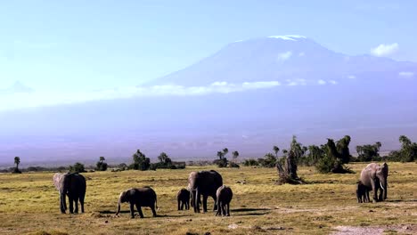 elephants walk towards camera with mt kilimanjaro in the background