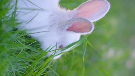 white rabbit foraging in green grass