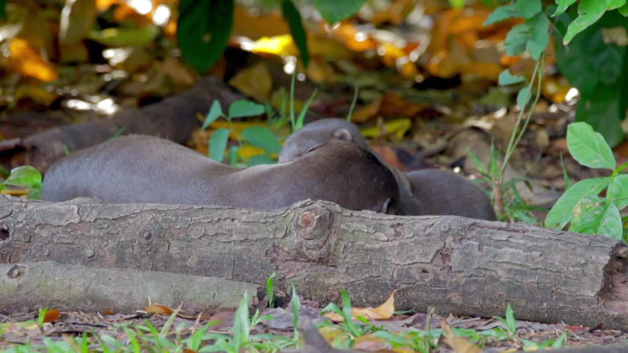 서로 놀고 장난기 넘치는 부드러운 코팅 된 수달 새끼