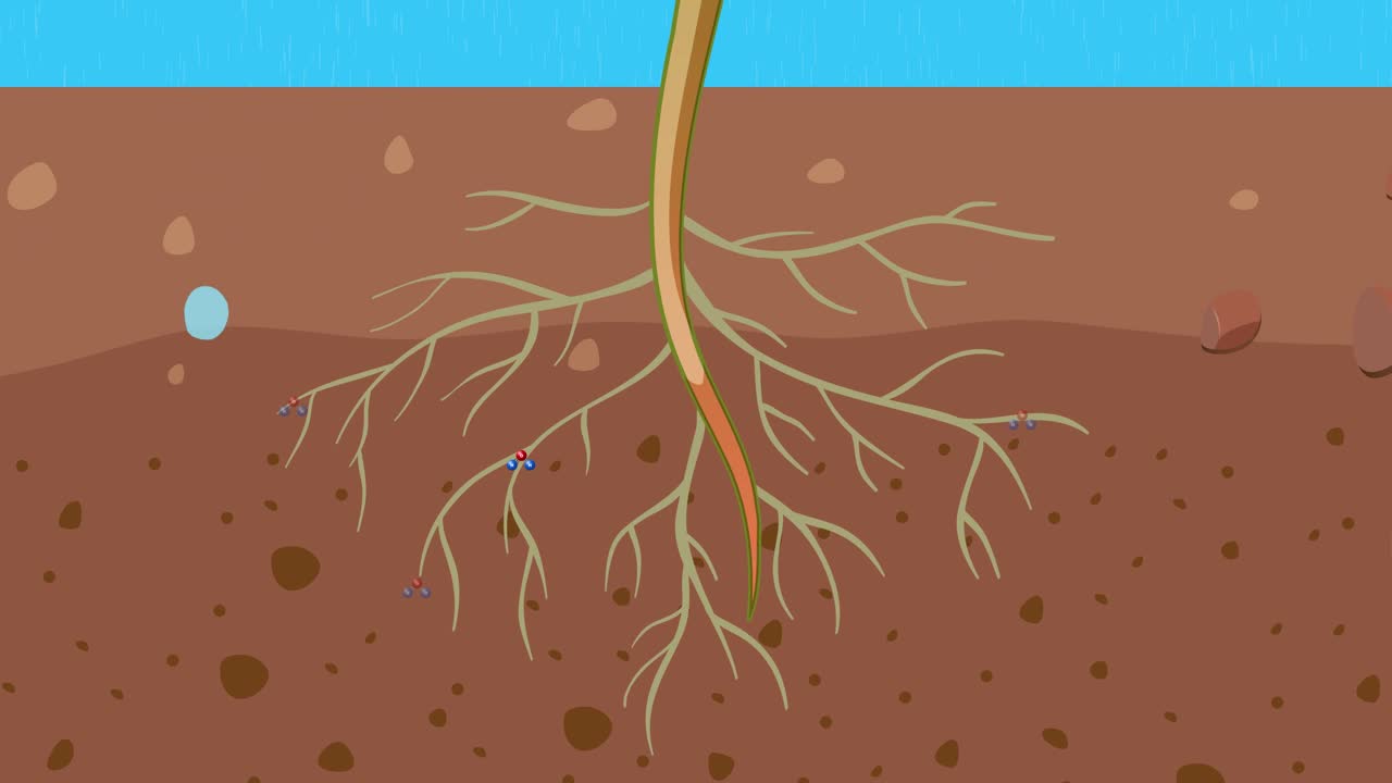 식물 성장 다이어그램