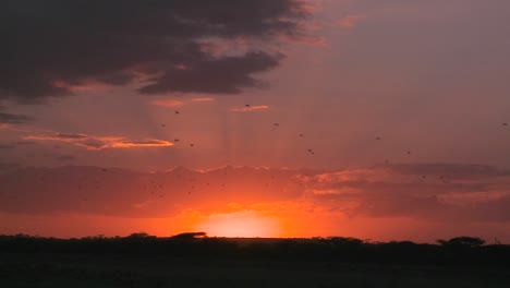 una escena del atardecer en las llanuras de áfrica