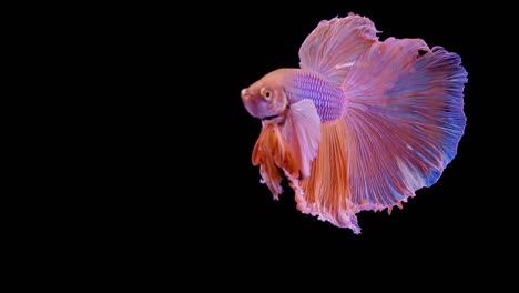 泰國戰鬥魚 (betta splendens) 是一種非常受歡迎的水族館魚類,在孤立的黑色背景上以超慢速拍攝