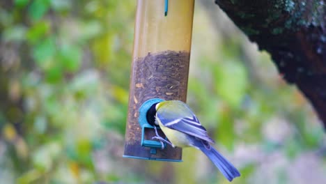 HD-Super-slow-motion-footage-of-birds-flying-to-a-bird-feeder-and-eating-seeds