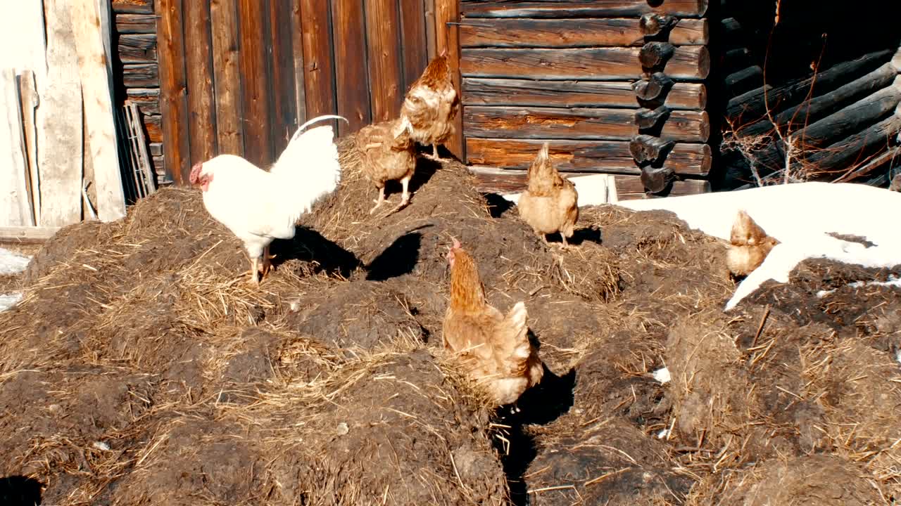 hens and rooster graze outside the winter stable in the high mountains of South Tyrol