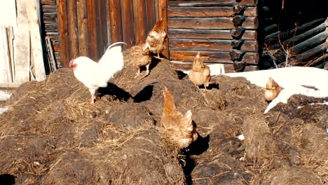 hens and rooster graze outside the winter stable in the high mountains of south tyrol