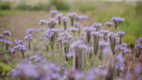 Hermosa-Phacelia-En-Flor-En-El-Jardín-De-Su-Casa